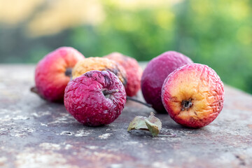 Dry spoiled apples with wrinkles on an old table in the garden