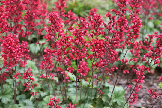 Heuchera. Red geyhera Paris flowers in the garden.