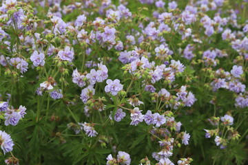 Obraz na płótnie Canvas Geranium pratense. Meadow geranium with lilac blue double flowers.