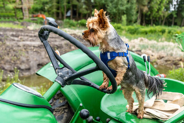 Yorkshire terrier dog driving a retro tractor