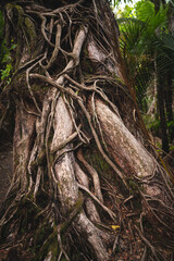 Nice tree in the rainforest in New Zealand