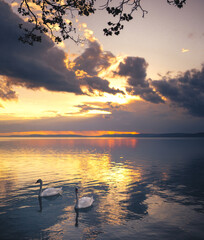 Fantastic sunset over lake Balaton with swan
