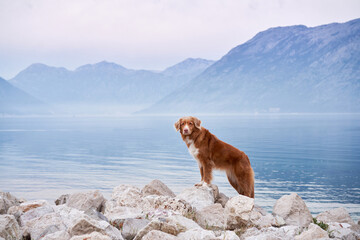 dog on the embankment at the sea, bay. Travel with a pet. Nova Scotia duck tolling retriever in...