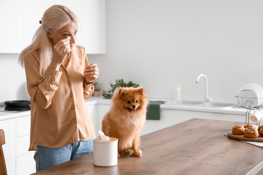Allergic mature woman with tissue and Pomeranian dog in kitchen