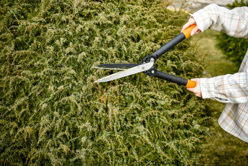 Cutting green bush on early spring, tool in woman's hands