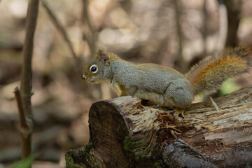Squirrel side profile