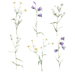 Obraz na płótnie Canvas clipart of meadow and forest flowers watercolor. Campanula patula, little bell, bluebell, rapunzel. Rabelera holostea, stellaria. buttercup, Ranunculus acris, sitfast, spearworts or water crowfoots