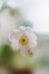 Abstract blur background. Close-up, light forest rose flower with leaves in texture filter