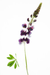 Naklejka premium Purple lupine - in an abstract blur filter on a light background