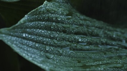 Close up drop of morning dew falling on natural green leaves of plants slow motion vegetation