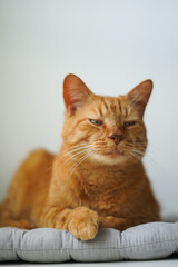 Fototapeta na wymiar A gorgeous adult tabby red cat calmly sits on a pillow at home