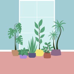 House potted plants by the window. Vector flat illustration of various plants in the pots in interior