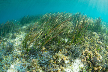 Naklejka na ściany i meble A seagrass meadow grows along the edge of an island in Komodo National Park, Indonesia. Seagrass serves as vital habitat for many juvenile fish and invertebrates.