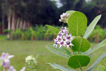butterfly on a flower
