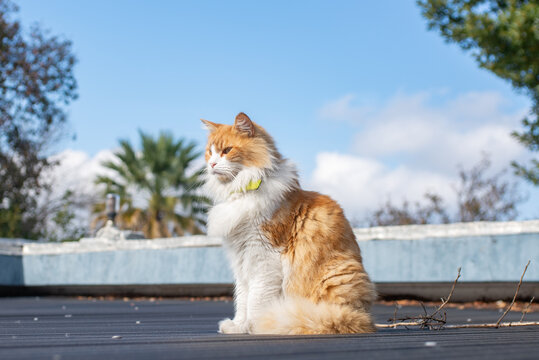 Gato amarillo y blanco en el tejado
