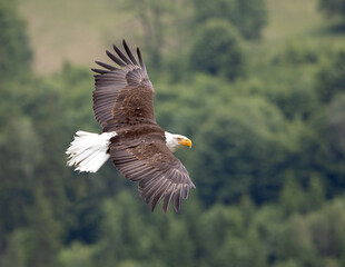 Aquila di mare testabianca