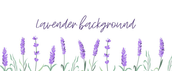 Set of lavender flowers elements. Lavender background. Collection of lavender flowers