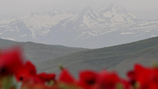 A picturesque mountain landscape with sharp and snowy mountain peaks and red flowering poppies. Close-up of the Armenian Mount Aragats.