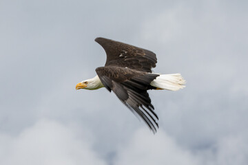 Aquila di mare testa bianca