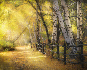 path through the yellow autumn forest