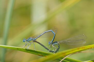 Two small blue feather dragonflies form a dragonfly ring and unite in the middle of the green grass