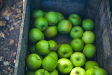 green apples in a box