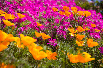 Obraz premium purple and yellow flowers