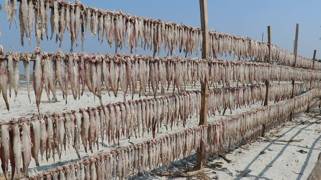 Raw Bombay duck fish are hung under the open air in bamboo and wooden lofts for drying.