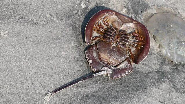 Dead horseshoe crab shells lie on the sandy beach. 
