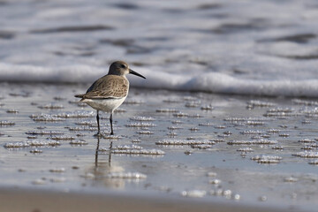 The dunlin looking for small invertebrates in the beach