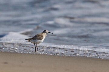 The dunlin looking for small invertebrates in the beach