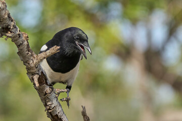 the clever magpie on the branch