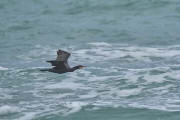 the cormorant in flight over the sea