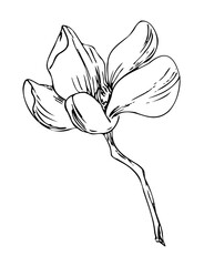 Magnolia flowers isolated on white background. Outline hand drawing. Plant branch for tattoos and invitations