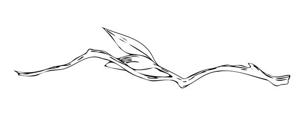 Magnolia branch Outline hand drawing. Plant branch for tattoos and invitations