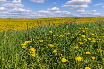 yellow dandelion flowers in the field in spring