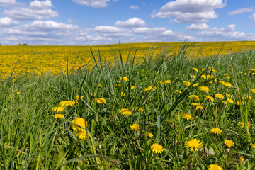 yellow dandelion flowers in the field in spring