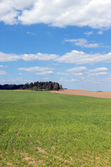 agricultural field with green wheat in the spring season