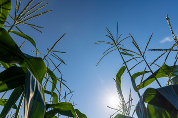 Corn field with green plants