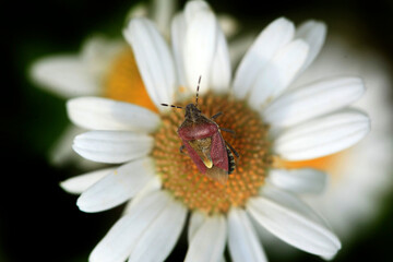Obraz premium Colorful flowers in summer garden