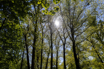 deciduous trees in the spring season in sunny weather