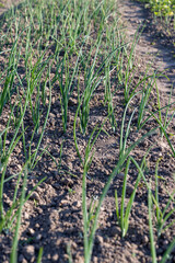 green onions on the field in the spring season