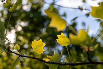 Obraz premium green foliage of a tulip tree in the spring season