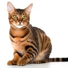 Toyger cat cat isolated on white background. Generative AI