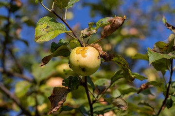 Apple harvest in the apple orchard