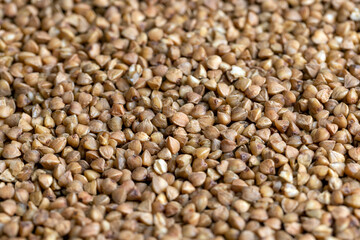 A large amount of roasted buckwheat harvest
