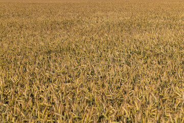 An agricultural field where ripening cereal wheat grows