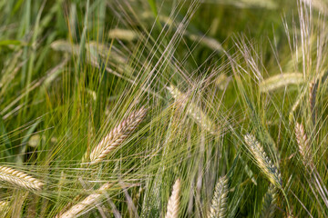Fototapeta premium An agricultural field where ripening cereal wheat grows