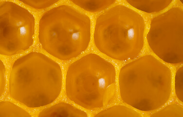 beecombs full of fresh honey in the detail - a macro photo