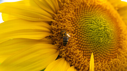 bee on sunflower